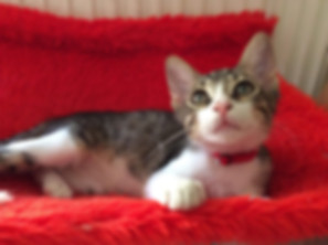 kedi sahiplendirme ilanları