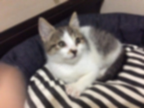 kedi sahiplendirme ilanları