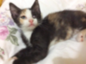 kedi sahiplendirme ilanları