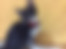 sahiplendirme için kedi ilanlari gösteren ikinci küçük fotoğraf