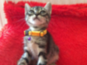 kedi sahiplendirme ilanları