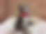 kedi sahiplendirme ilanları gösteren 5 numaralı fotoğraf sembolü