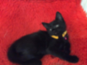 kedi sahiplendirme ilanları