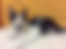 ücretsiz kedi sahiplendirme ilanları arasında üçüncü sıradaki ikon