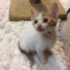 kedi sahiplendirme ilanları