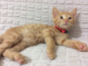 kedi sahiplendirme ilanları