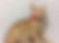 sahiplendirme için kedi ilanlari gösteren ikinci küçük fotoğraf