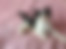 sahiplendirme için kedi ilanlari gösteren ikinci küçük fotoğraf