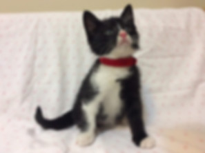 kedi sahiplendirme ilanları