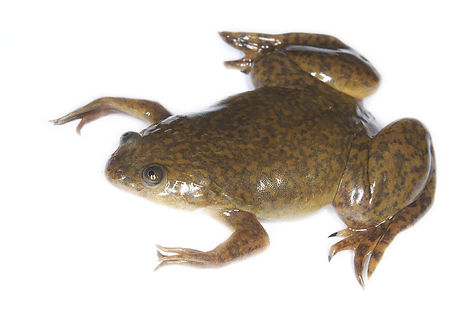 1280px-Xenopus_laevis_02.jpg