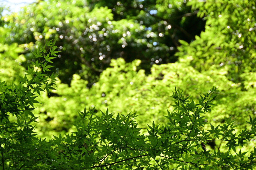 四季の森公園にて