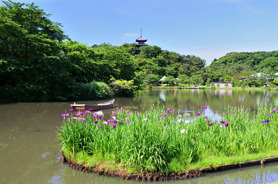 春の横浜三渓園
