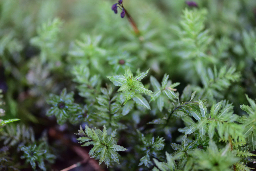 ムツデチョウチンゴケ