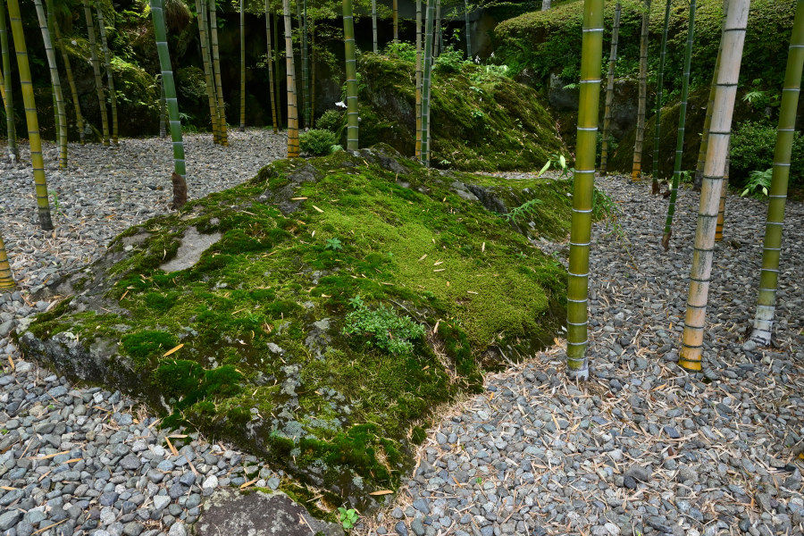 竹林にて