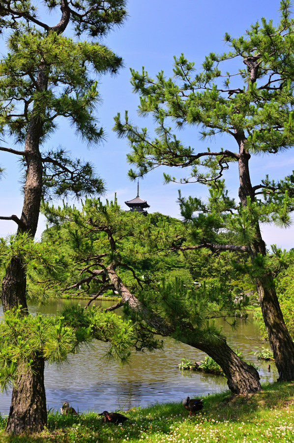 春の横浜三渓園