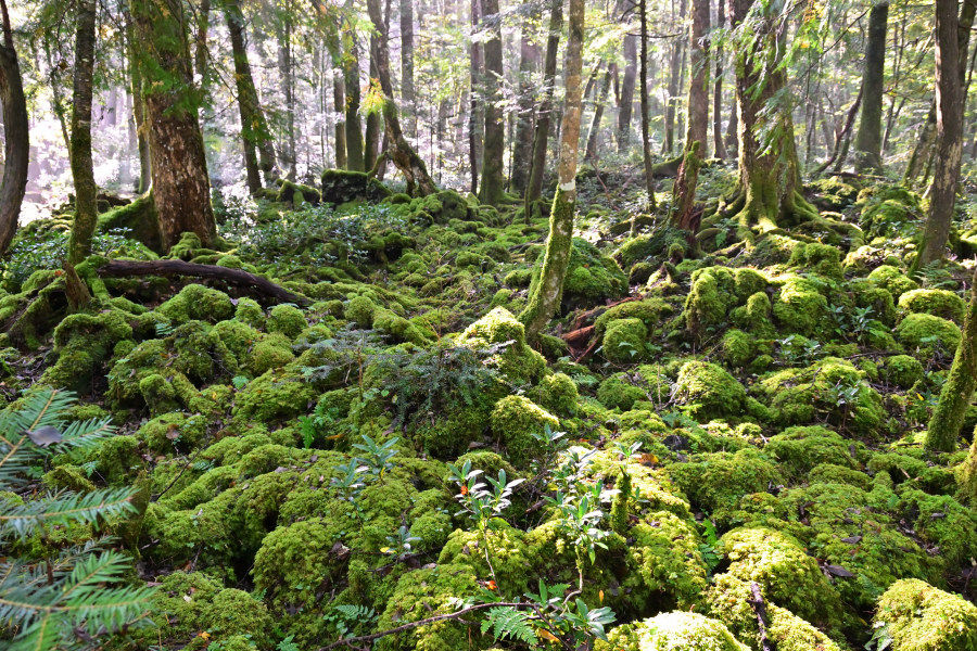 樹海内の様子