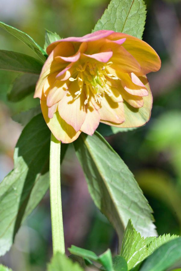 クリスマスローズ