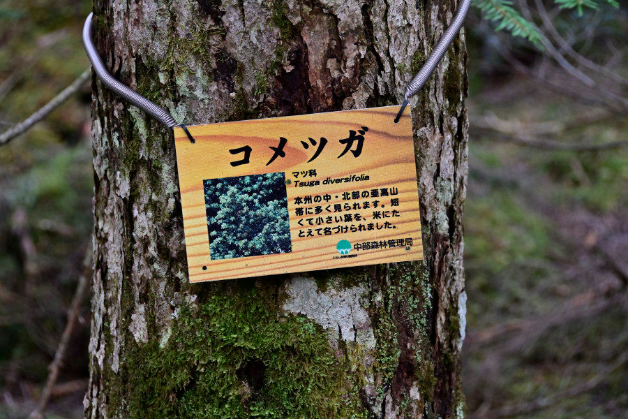 樹木名表示板