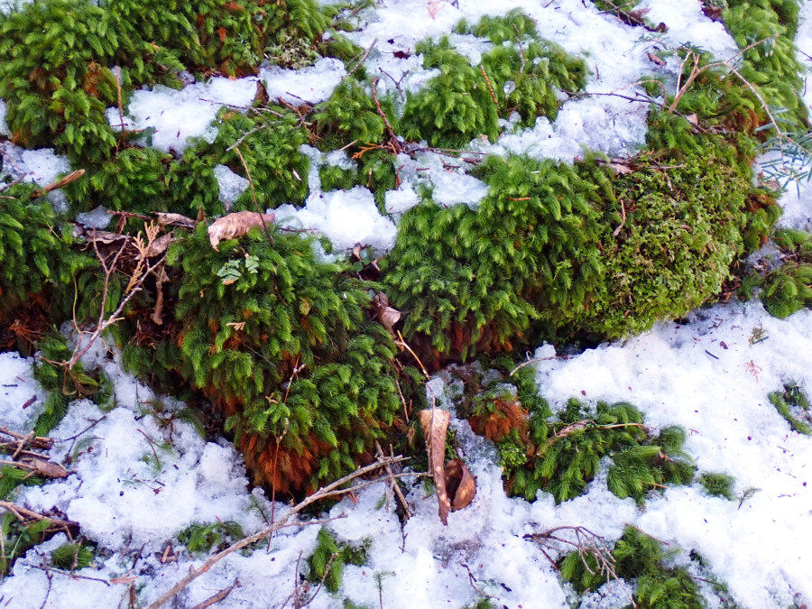 ヒノキゴケの群落