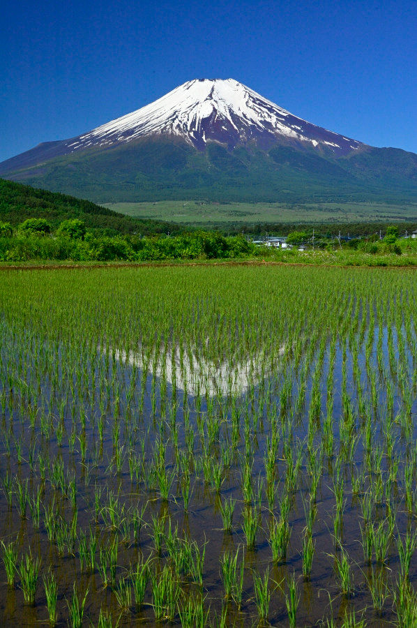 忍野村内野にて
