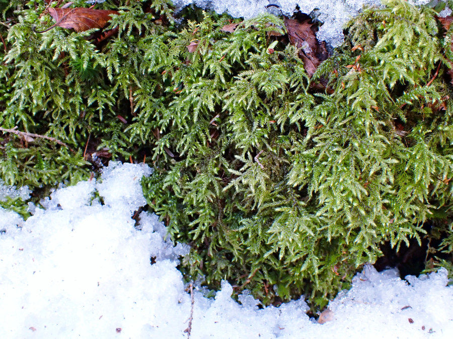 フトリュウビゴケ