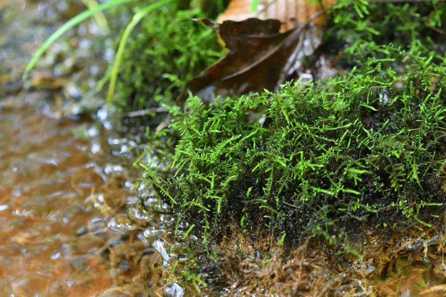 水辺の苔たち