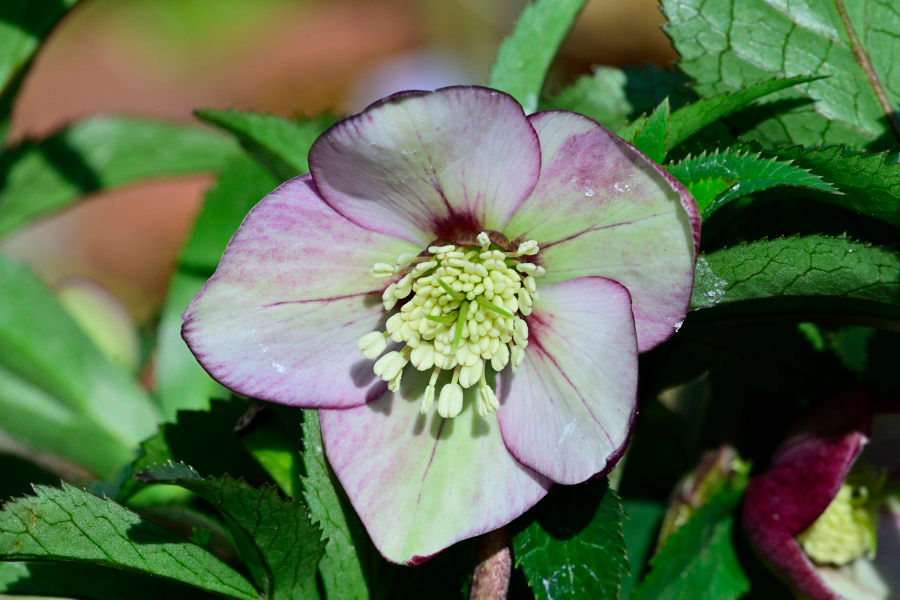 クリスマスローズ