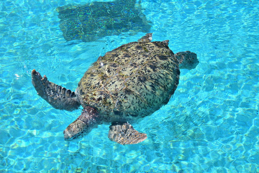 ウミガメ 君