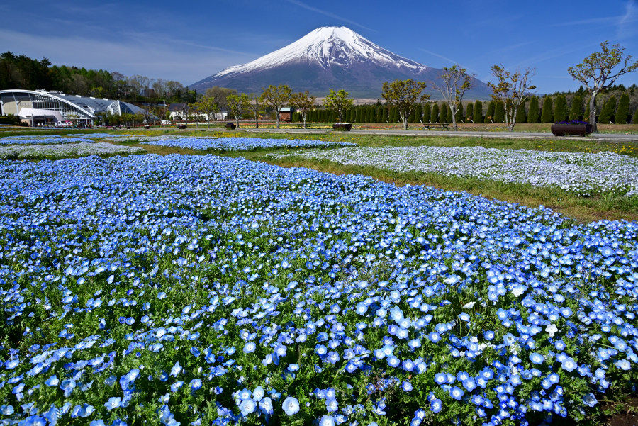 ネモフィラと富士山
