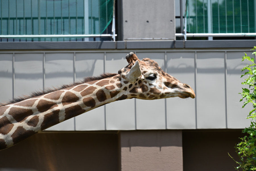 札幌市円山動物園にて