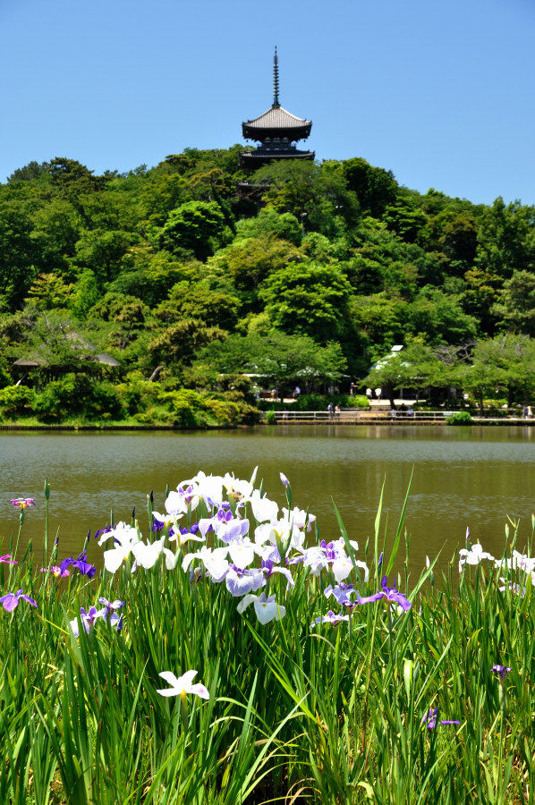 初夏の横浜三渓園
