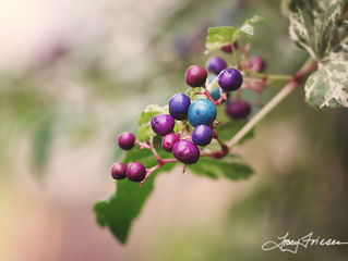 Garden Pleasures