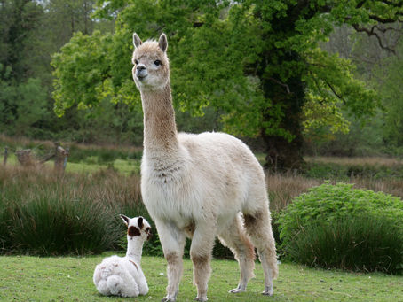 Breeding Alpacas