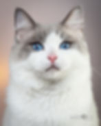 Double Champion Meeko