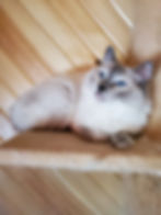 Ragdoll Traditional Blue Point