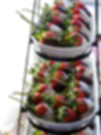 Chocolate Dipped Strawberries