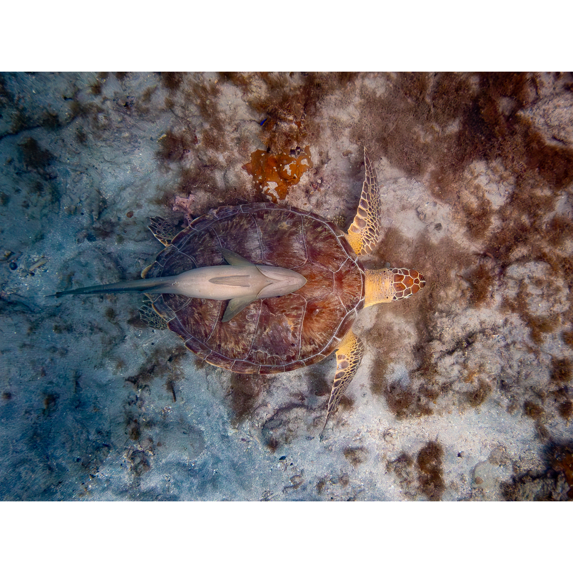 Woman with artichoke.jpg