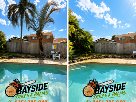 Palm Tree Removal in Redlands: What Homeowners Need to Know