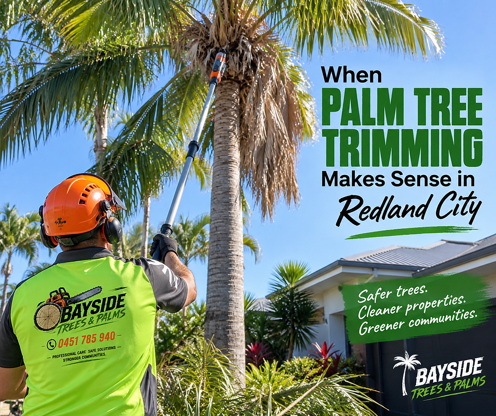 When Palm Tree Trimming Makes Sense in Redland City