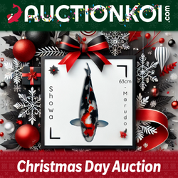 Christmas AD Auction Koi BWR-01 1