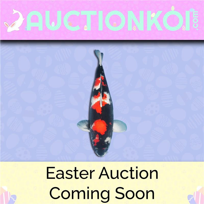Easter Auction Easter Coming Soon Showa-01 1.png