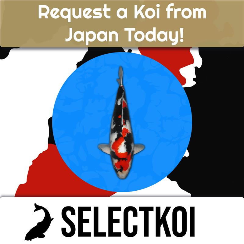 Koi Request Marketing-02.png