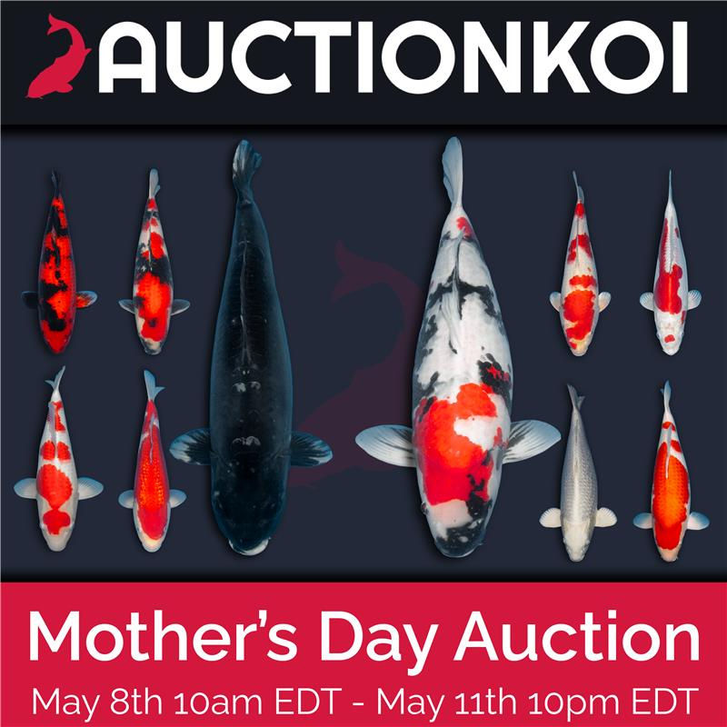 Mothers Day Auction All Fish-01.png