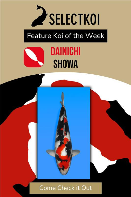 Feature Koi-01.png