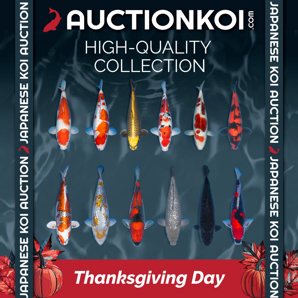 Thanksgiving Auction Graphic live 1.png