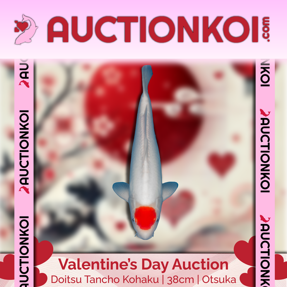 Love Auction Social Media Graphic Doitsu Tancho Kohaku-01.png