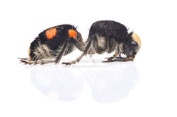 Traumatomutilla vitelligera female