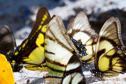Papilionidae - Ecuador