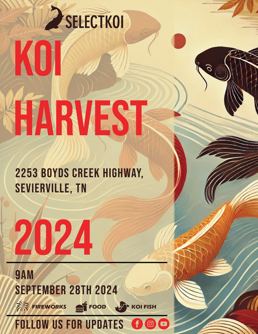 Koi Festival Ads-01.png