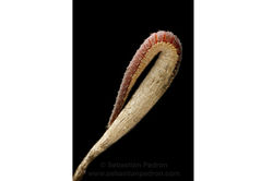 Antena Hesperiidae